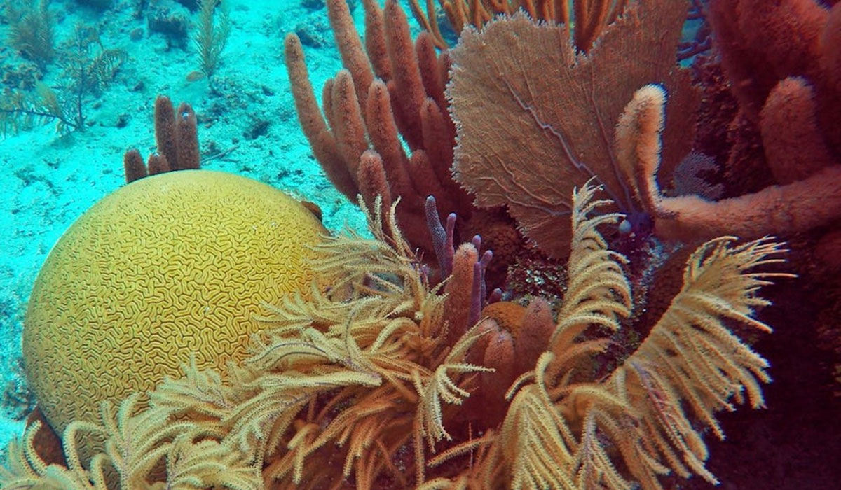 Du wirst nicht glauben, was mit unseren Korallenriffen wirklich passiert!