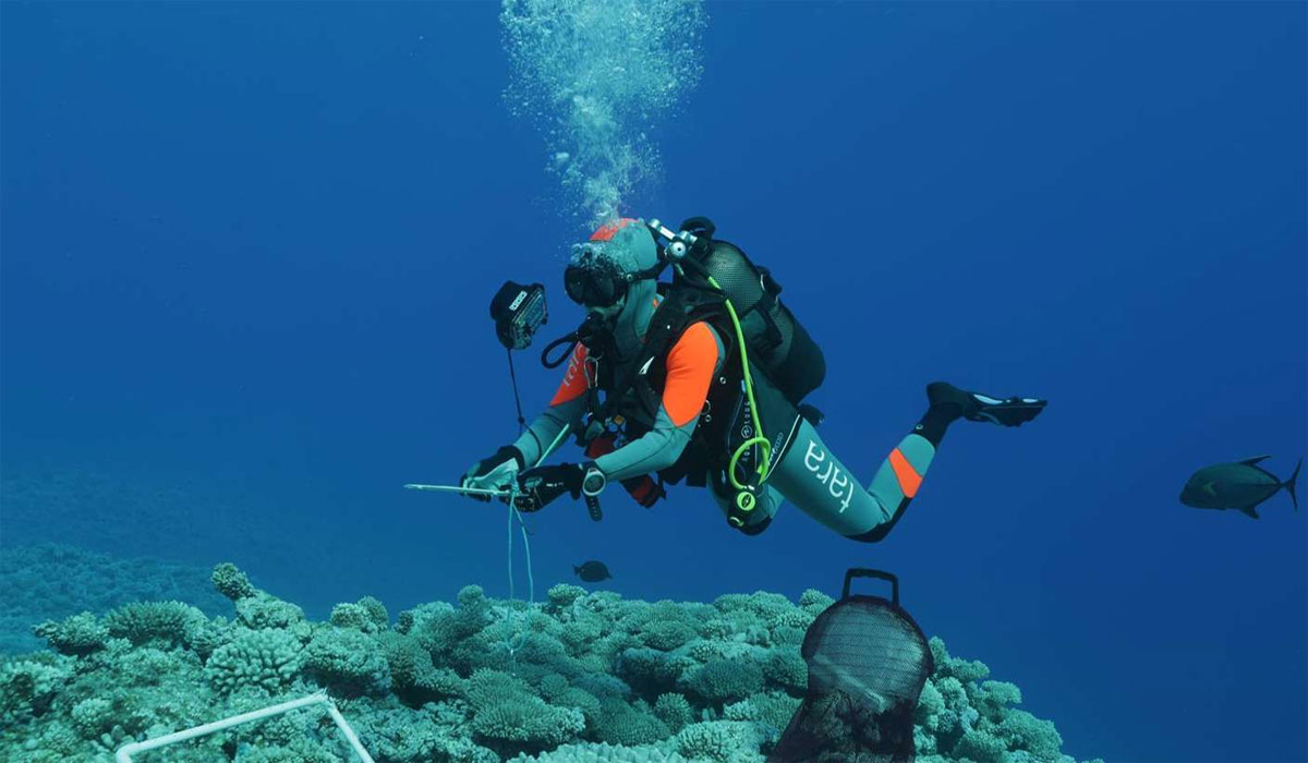 Unfassbar! Die gefährlichen Folgen zerstörter Korallenriffe für Mensch und Natur