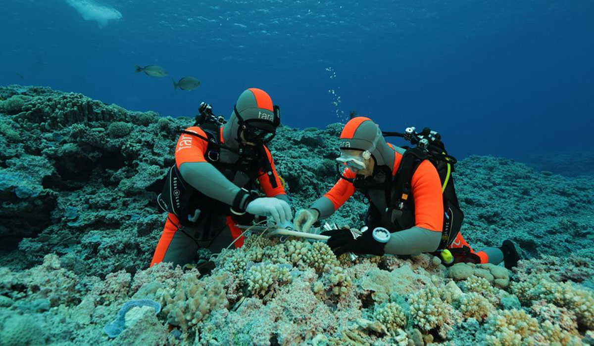 Schockierende Wahrheit! Die dramatischen Auswirkungen von Korallenriffen auf unser Ökosystem