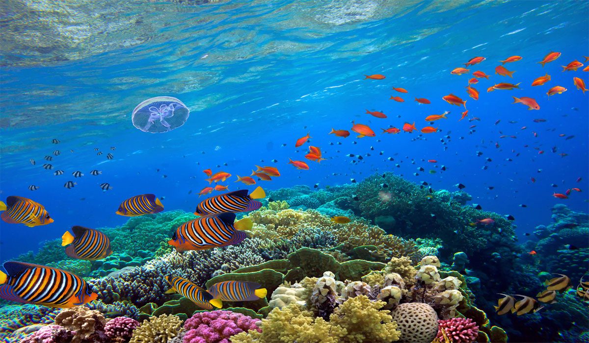 Warnung: Das Ozeanökosystem verändert sich schneller als gedacht